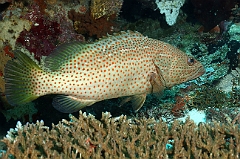 Raja Ampat 2016 - Anyperodon leucogrammicus - Slender grouper - Merou elegant - IMG_5346_rc
